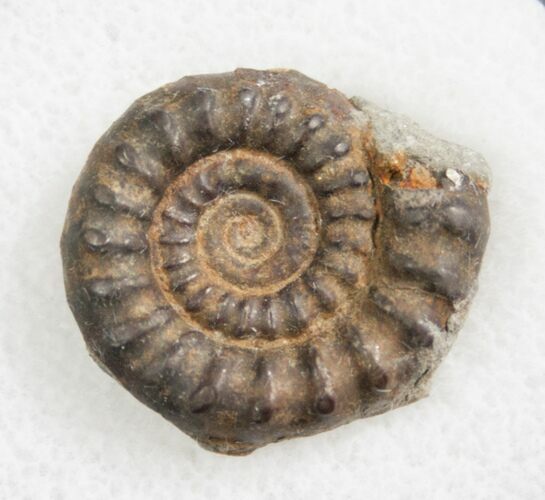 Pyrite Ammonite Bificeras - United Kingdom #8046